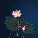 详情描述用 中国风更新版模板.116 莲花古韵模板