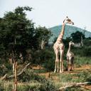 其他.哈苏大师获奖作品集.2008.Benjamin Antony Monn 本杰明·安东尼·蒙.个人项目.梅赛德斯-迈巴赫_G_650_Landaulet