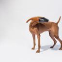 其他.哈苏大师获奖作品集.2010.Claudio Napolitano 克劳迪奥·纳波利塔诺.个人项目.概念的.真空狗