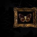 其他.哈苏大师获奖作品集.2010.João Carlos.个人项目.美术.宏观学