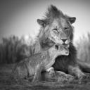 其他.哈苏大师获奖作品集.2012.TOM D. JONES.个人项目.短暂的生命