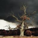 其他.哈苏大师获奖作品集.2016.Lars van de Goor.个人作品集.Single_Trees