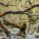 其他.哈苏大师获奖作品集.2016.Lars van de Goor.个人作品集.Wistman_s_Wood