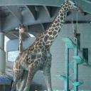 长颈鹿跳水大会.海报