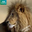 自然世界：沙漠狮.海报