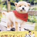 豆柴小犬