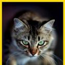 猫咪的狂野一面.海报