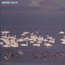 白天鹅的故事剧照