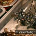 吃昆虫能拯救世界吗？剧照