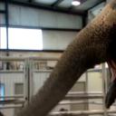 子宫日记：动物篇剧照