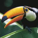 亚马逊萌猴奇遇记剧照