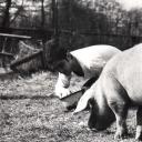 一个人和他的猪剧照