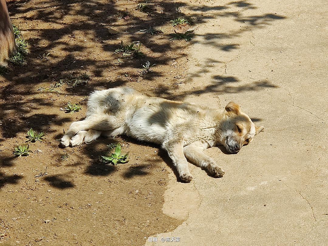 春天到来的信号的图片-睡不醒的春困。