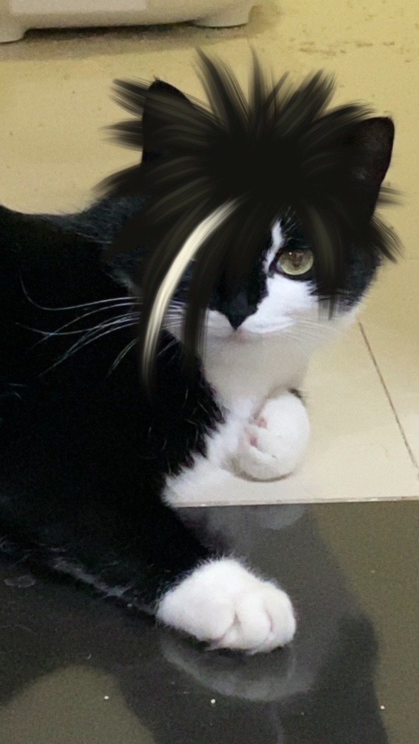 猫咪cosplay大赏的图片-不能说毫无关系