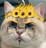 什么时候你怀疑你的猫不是猫，是其他生物的图片-猫猫加奈以<br>哦累哇 JOJO 哒！！！<br>误）是吉良吉影啦