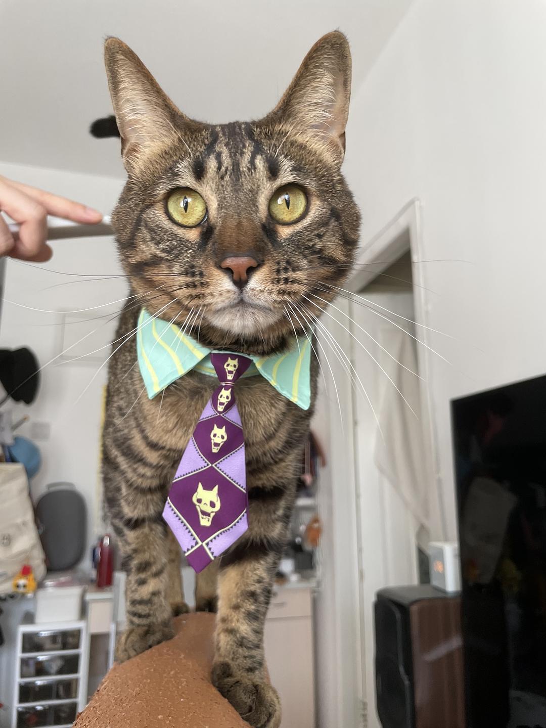 什么时候你怀疑你的猫不是猫，是其他生物的图片-猫猫加奈以<br>哦累哇 JOJO 哒！！！<br>误）是吉良吉影啦