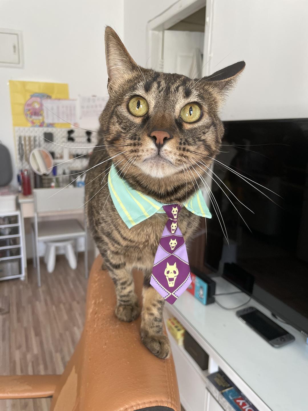 什么时候你怀疑你的猫不是猫，是其他生物的图片-猫猫加奈以<br>哦累哇 JOJO 哒！！！<br>误）是吉良吉影啦