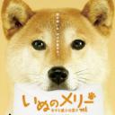 小狗Merry：承载幸福的传信犬