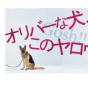 奥莉佛是狗，（天哪！！）这家伙