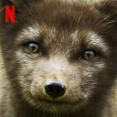 野生动物宝宝 第一季