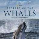 鲸鱼的秘密