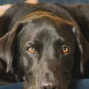 宠物的秘密生活