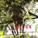 记忆的红气球剧照