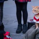 鲍勃的圣诞礼物剧照