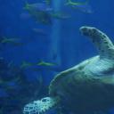 菖蒲君的悠闲肉食日记剧照