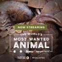 穿山甲：被捕杀最多的动物.海报