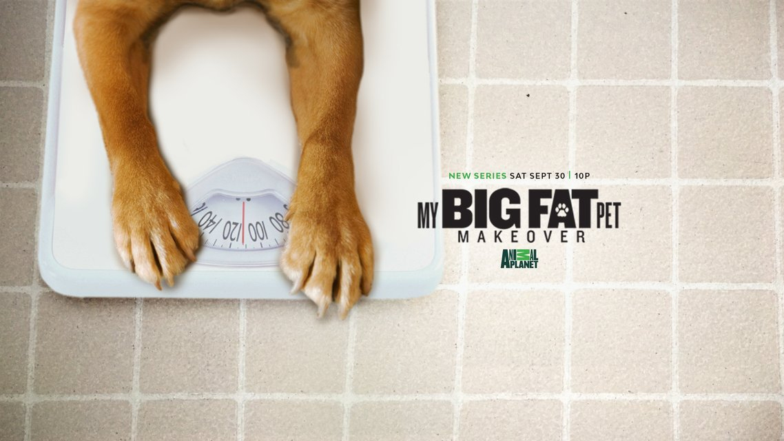 肥宠瘦身的海报-预告海报 美国