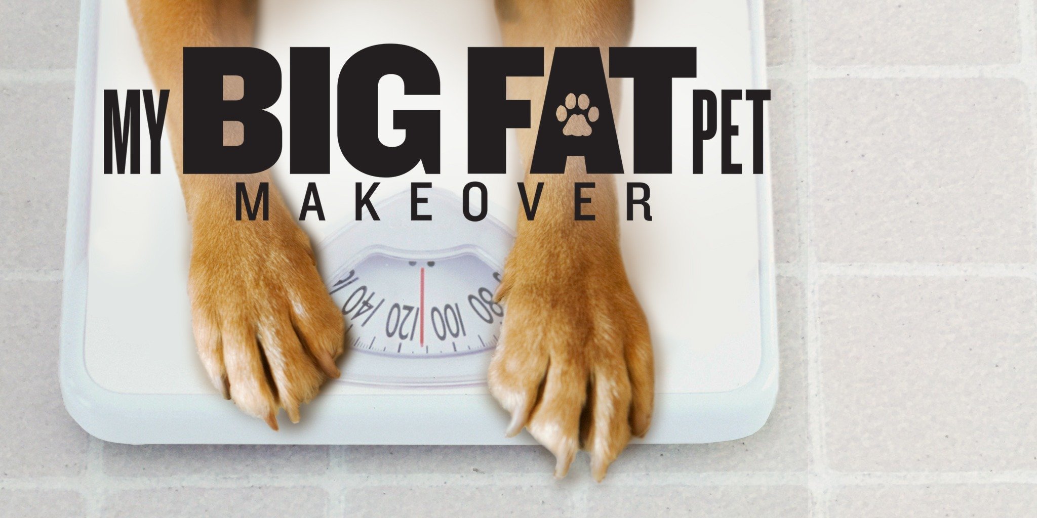 肥宠瘦身的海报-预告海报 美国