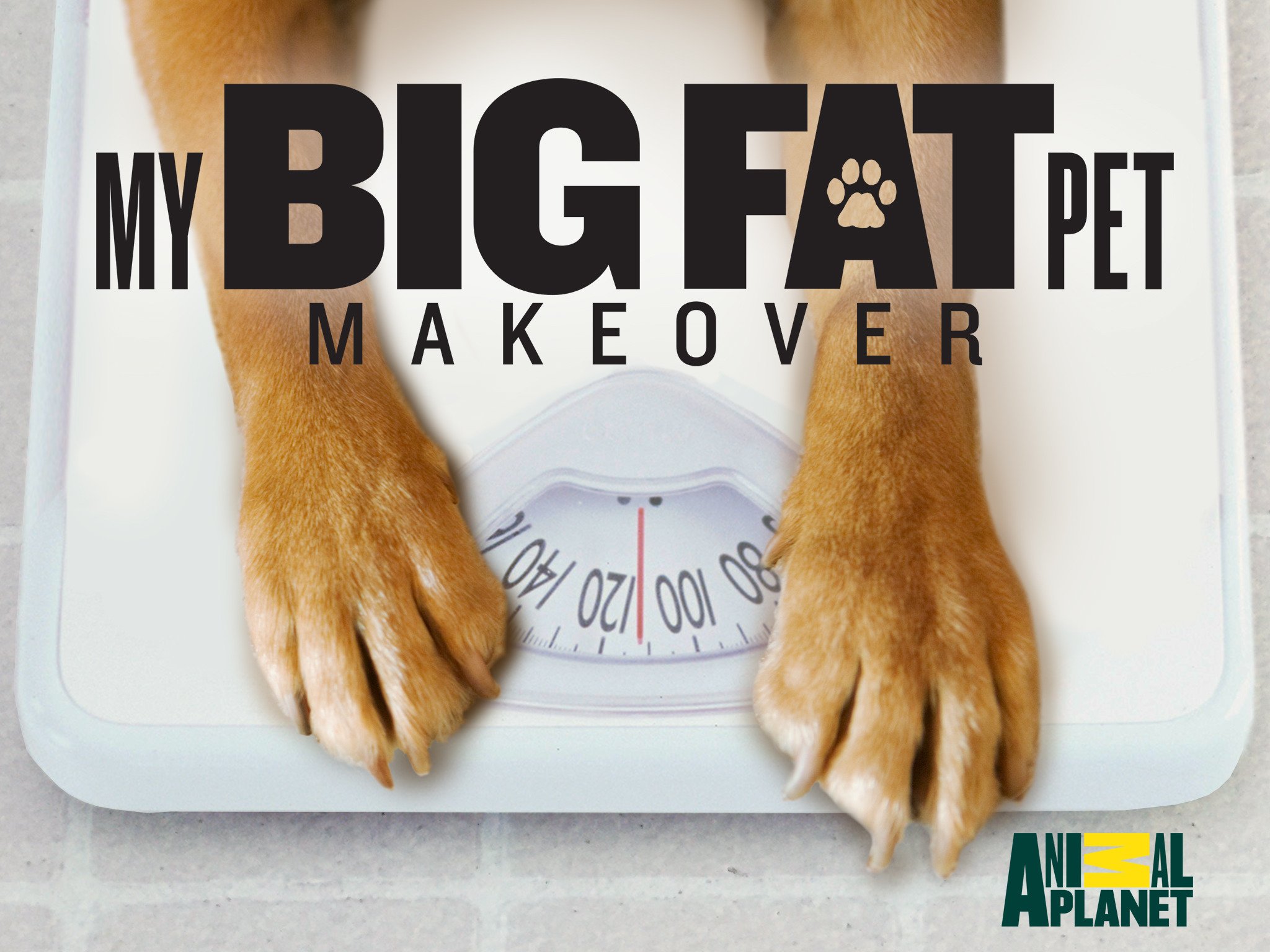 肥宠瘦身的海报-预告海报 美国