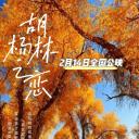 胡杨林之恋