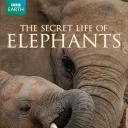 大象的秘密生活