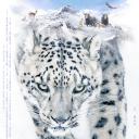 雪豹和她的朋友们