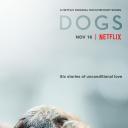 爱犬情深 第二季