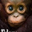 伊甸园：最后的秘境