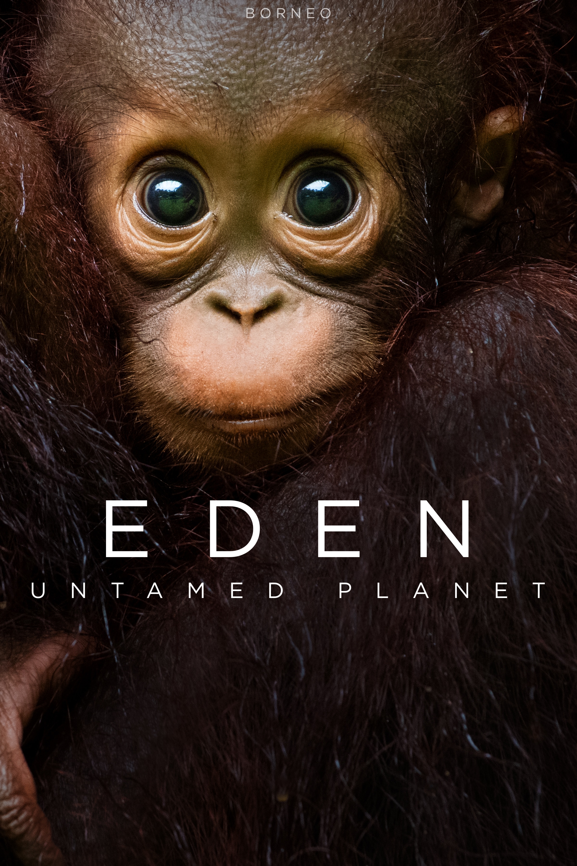 伊甸园：最后的秘境的海报-正式海报 英国