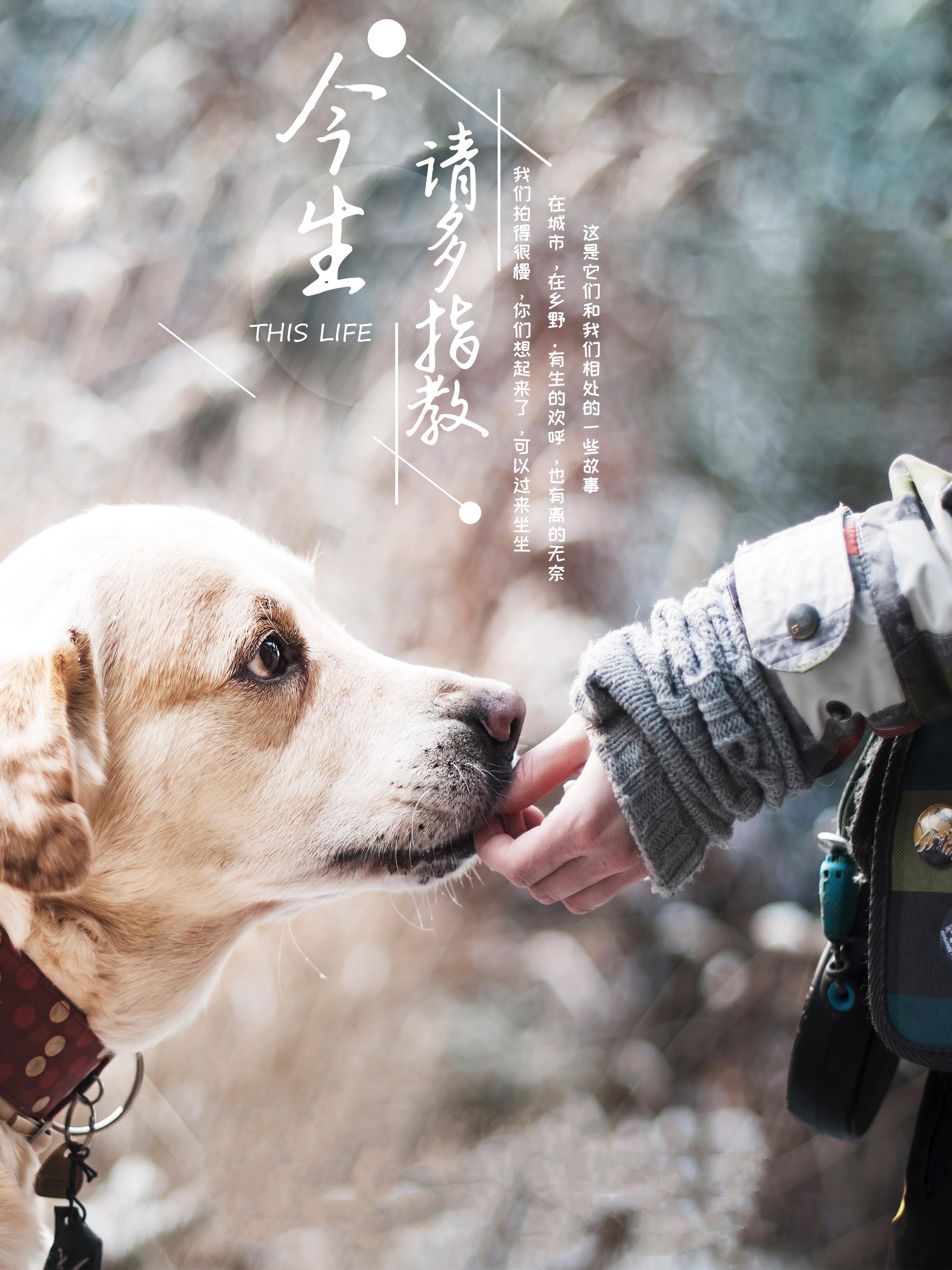 今生，请多指教的海报-正式海报