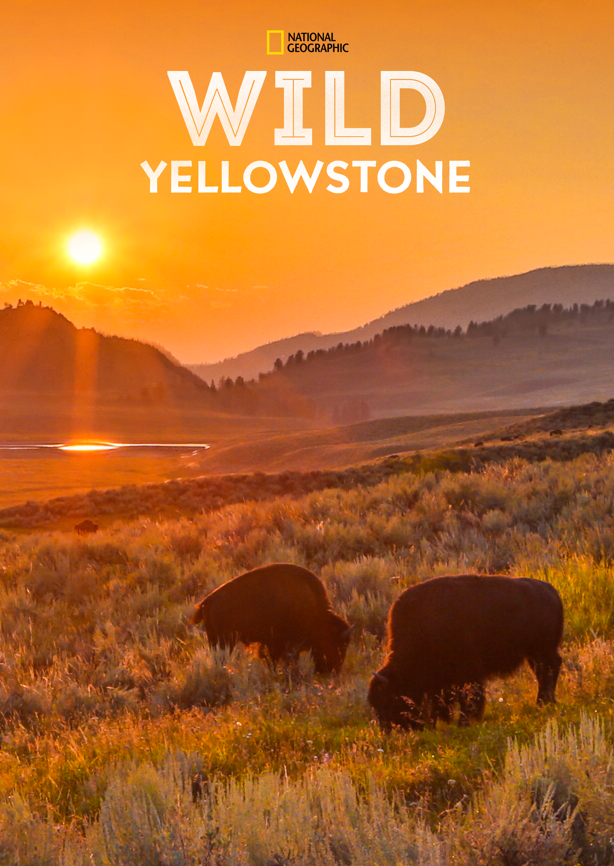 野性黄石公园的海报-正式海报
