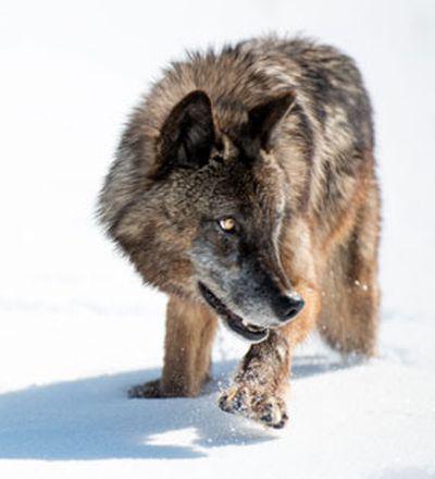 野性黄石公园的海报-正式海报