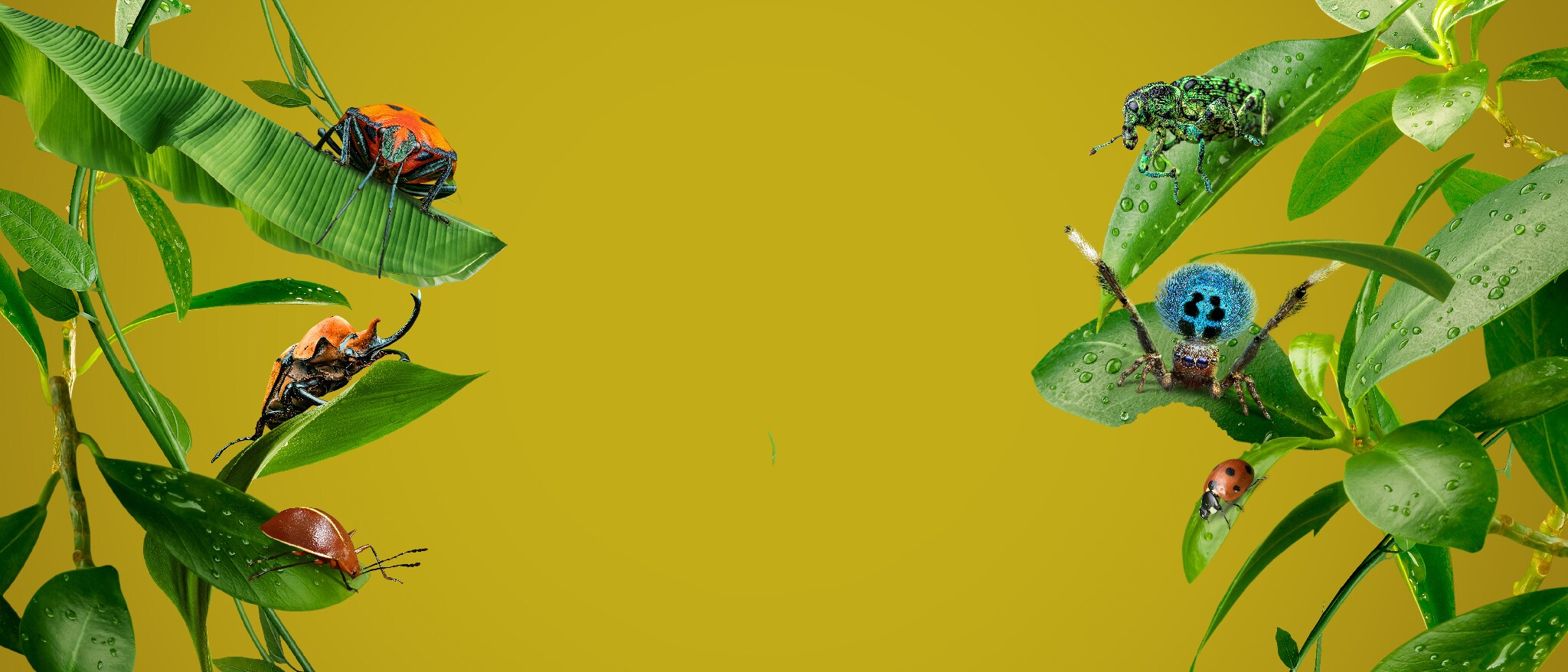 虫虫历险记的海报-正式海报 美国