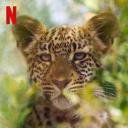 动物本色 第二季