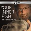 你体内的鱼
