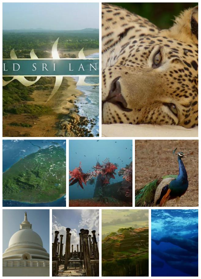 野性斯里兰卡的海报-正式海报