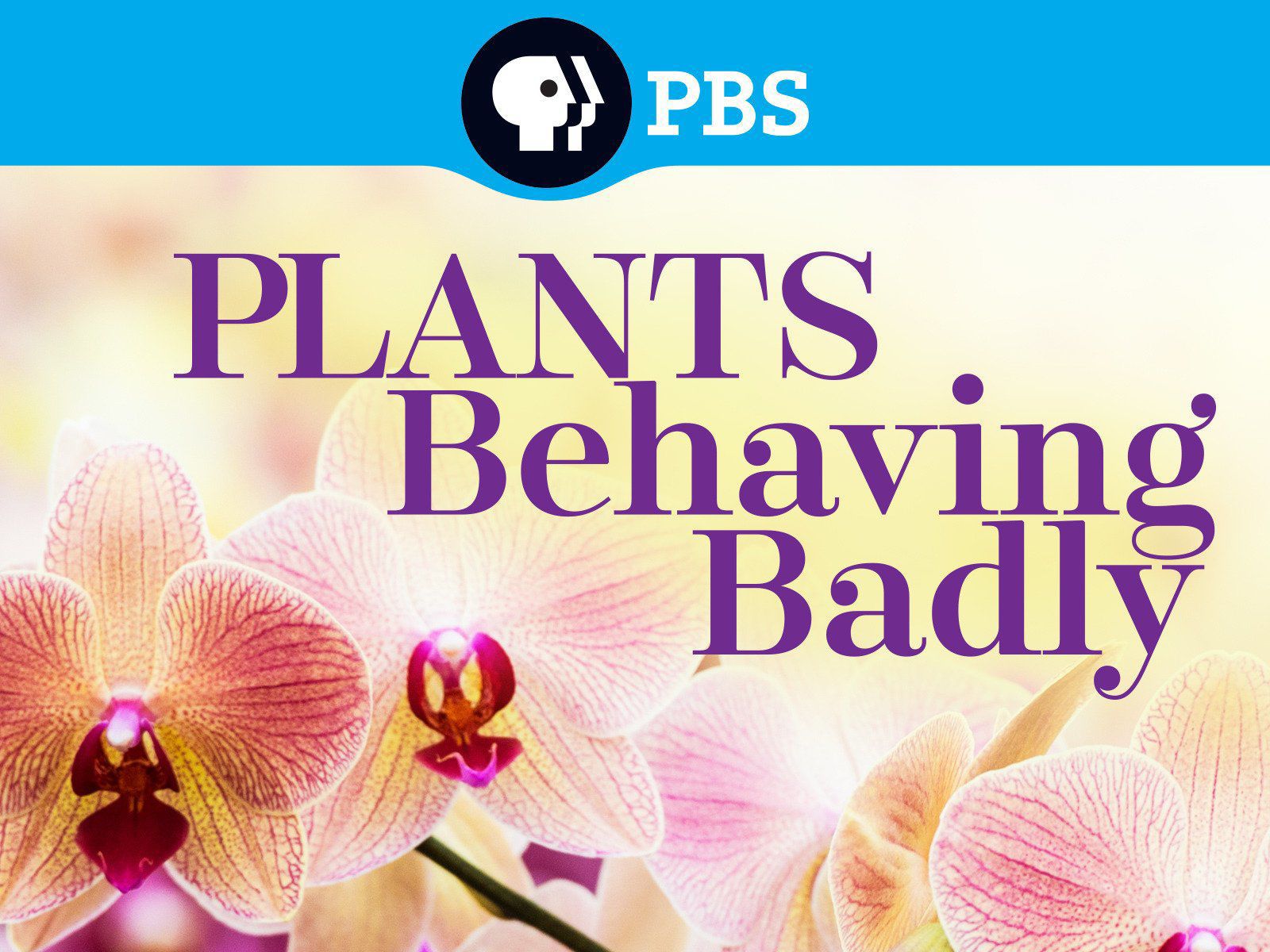 植物也坏坏的海报-预告海报 美国