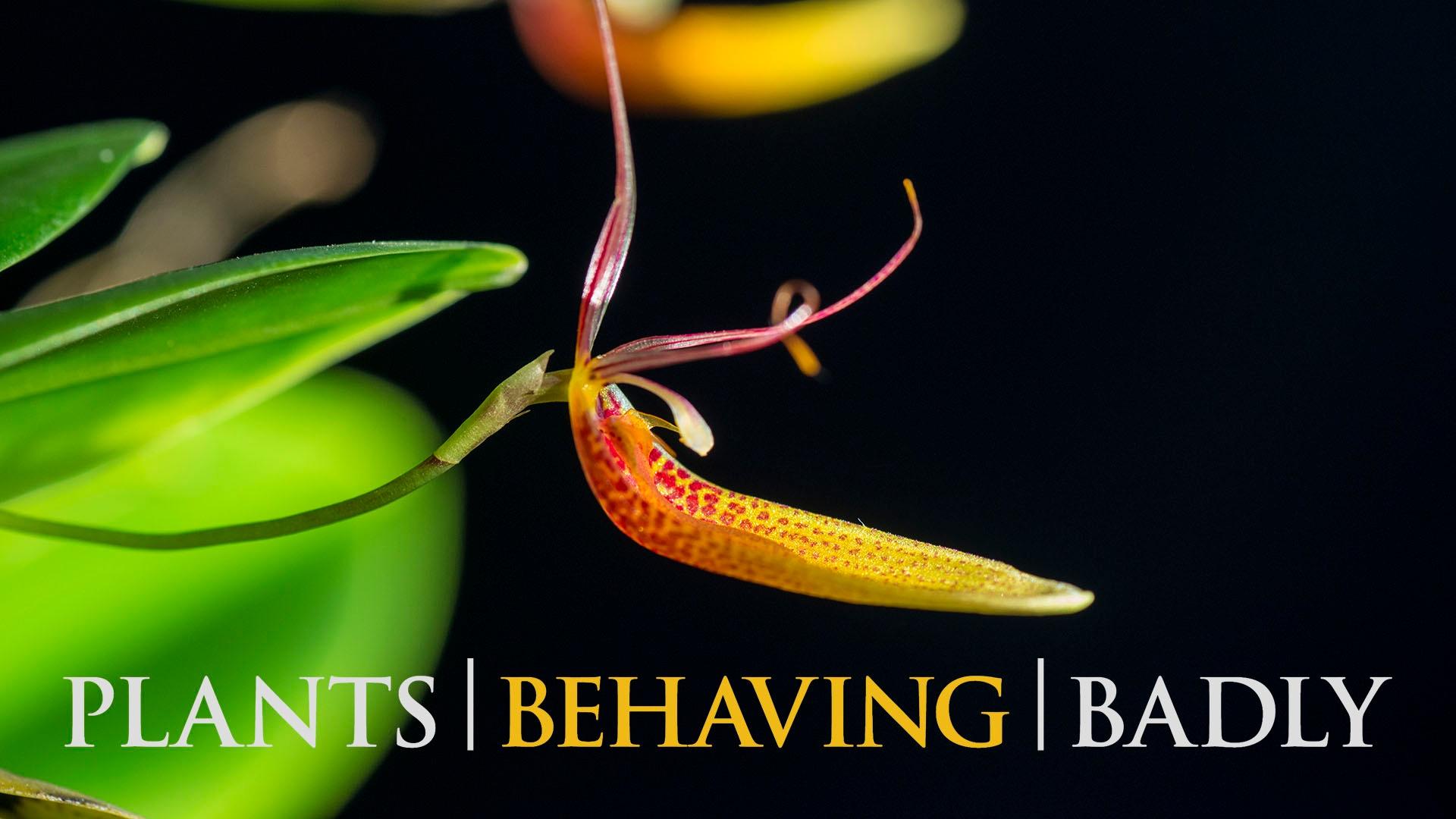 植物也坏坏的海报-预告海报 美国