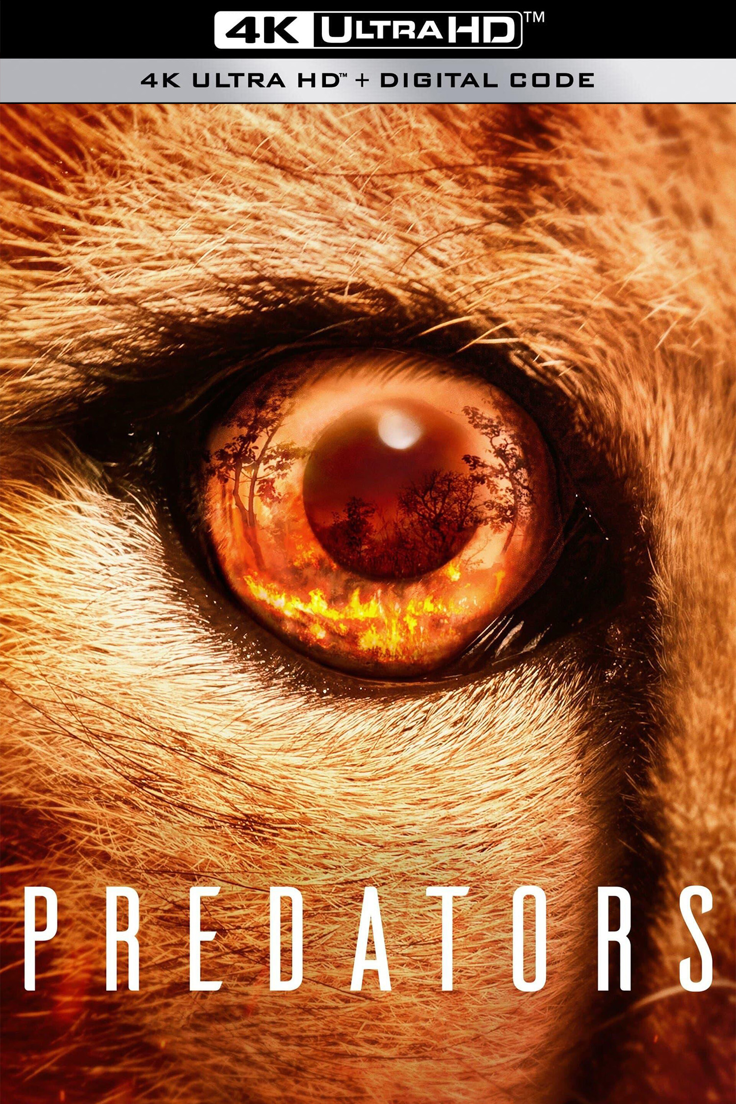 食肉动物的海报-其他海报 美国