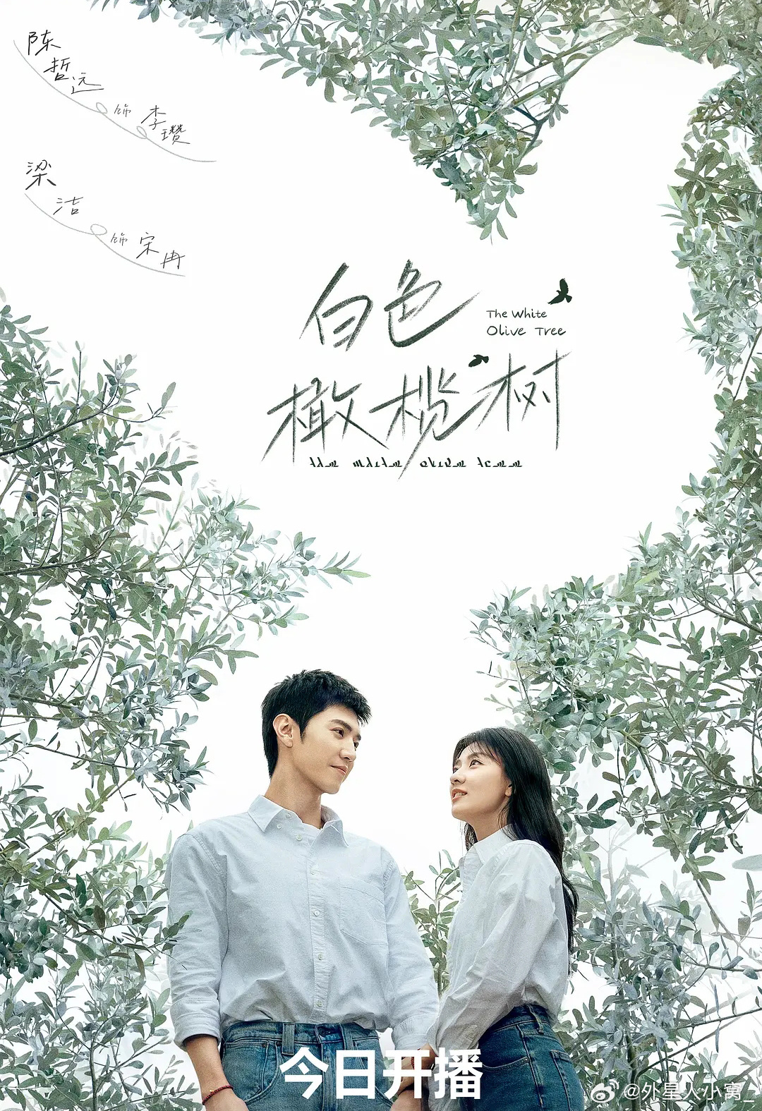 白色橄榄树的海报-正式海报 中国大陆
